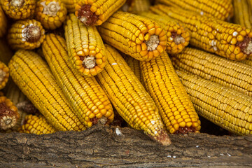 Harvesting corn dried in the rural garden. Yellow corn cob background or texture. Corn vegetable pattern.