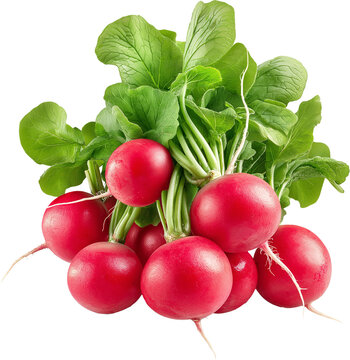 recommend clip art: Radish vegetable isolated, Raphanus sativus Clipart,  Bundle of healthy radishes Illustration