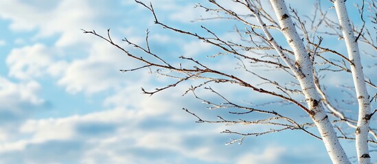 Obraz premium Bare thin branches of a birch tree set against a blue cloudy sky Background featuring copy space