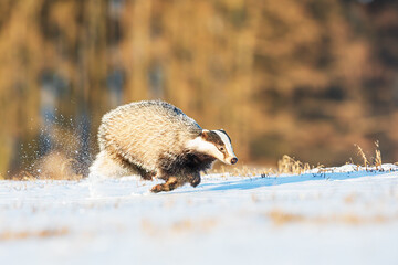 male European badger (Meles meles) running in the morning sun on the snow © michal