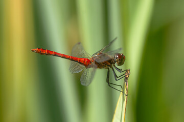 The red-veined darter (Sympetrum fonscolombii) on the reed stalk