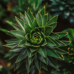 The side of the green flower is round and the bottom line has a leaf forest