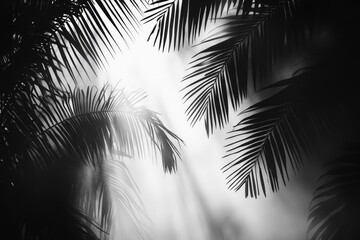 Obraz premium Tranquil Tropical Trees and Leaves Silhouettes in Misty Forest - Monochrome Wallpaper Design | Illustrations of Jungle Foliage and Fog