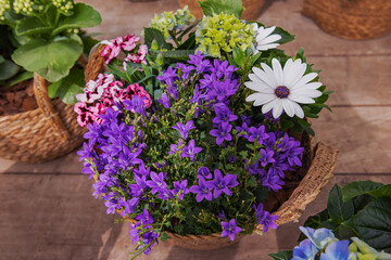 Bouquet of Spring Flowers in a Decorative wicker basket