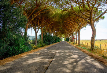 Picturesque View of long Country Road shaded by Tall Trees, forming Natural Tunnel with their dense branches. 