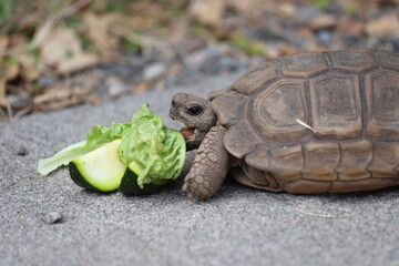 
Land turtle eating lettuce and zucchini. Tortoise feeding. Household Pets. Animal with its food.