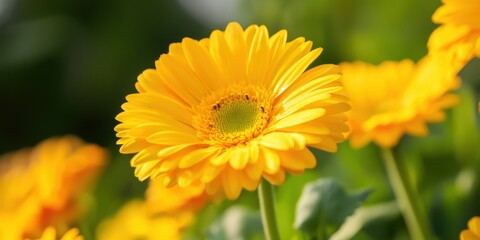 Naklejka premium Bright yellow flower in bloom, showcasing vibrant petals and lush green foliage, perfect for nature-themed projects.