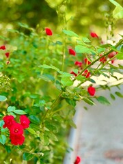 Obraz premium red berries on a bush