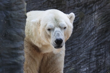 Vue rapprochée de la tête d'un ours polaire blanc en captivité dans un parc zoologique avec une paroi gris foncé en arrière plan. Symbole de la solitude. Animal sauvage enfermé triste.