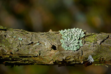 porosty na konarze drzewa, Hypogymnia, 	Parmeliaceae, Pustułka pęcherzykowata  z rodziny...