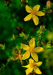 Dziurawiec zwyczajny, dziki dziurawiec, Hypericum perforatum, St John's wort