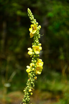 dzika dziewanna, ż&oacute;łta dziewanna, Verbascum