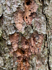 Bark of a tree affected by the bark beetle