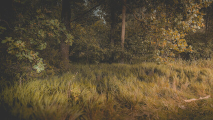 A image of the nature in a forest of Bruces in Helsingborg, Sweden.