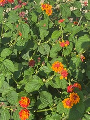 Red and orange flowers with butterfly on it