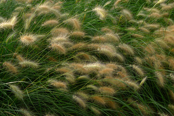 Ornamental grass, fountain, grass, in a garden