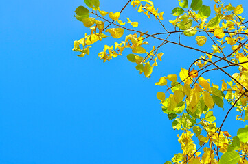 Obraz premium Autumn leaves background. Yellow leaves of bird cherry tree against the blue sky with space for text - autumn background