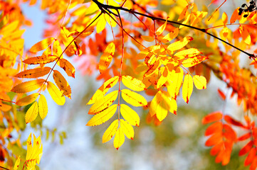 Autumn leaves background, yellow leaves of rowan tree in sunlight, bright yellow autumn leaves of rowan tree in autumn sunlight