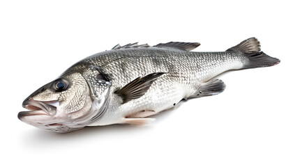 Fototapeta premium Raw seabass. One fresh sea bass fish isolated on white background with clipping path