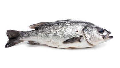 Raw seabass. One fresh sea bass fish isolated on white background with clipping path
