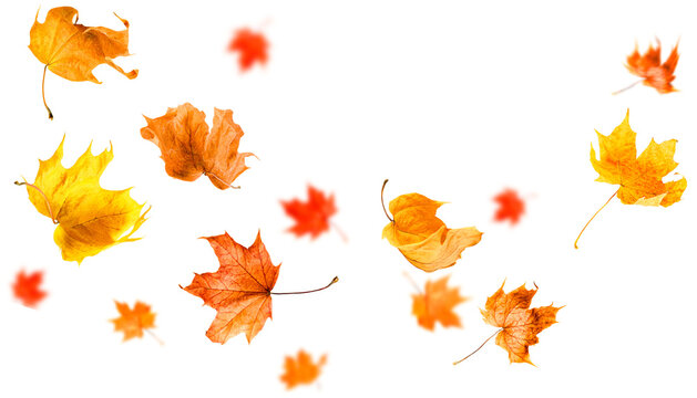 flying autumn leaves on white isolated background