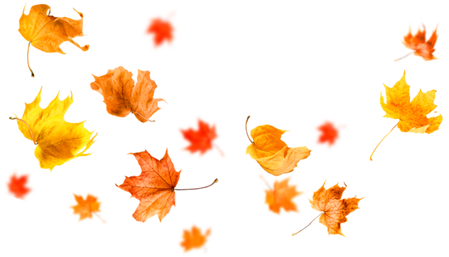flying autumn leaves on white isolated background