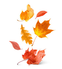 various autumn leaves on white isolated background