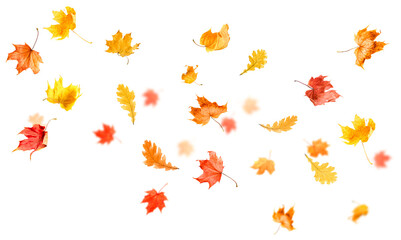 flying in the air maple and oak leaves on white isolated background