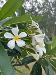 Beach flowers