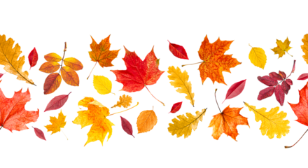 seamless pattern of different autumn leaves on white isolated background