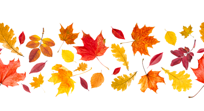 seamless pattern of different autumn leaves on white isolated background