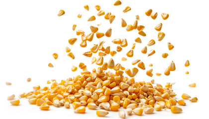 Falling corn seeds isolated on white background with clipping path, collection of raw yellow corn grains
