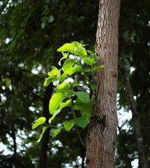 Shoots are starting to grow on large trees that grow in Park