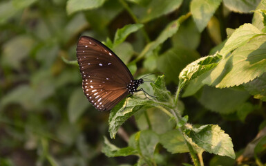 A Blue-spotted Crow butterfly (Euploea midamus) on a flower