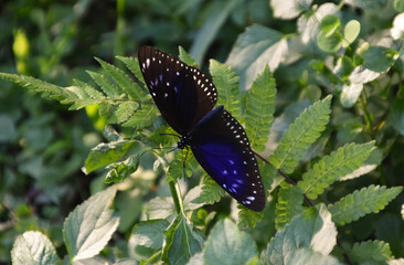 Close-up of a beautiful Spangle butterfly (Papilio protenor) on a plant