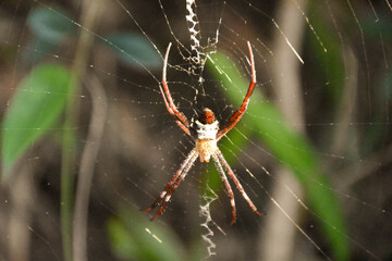 Close-up of a dome web spider (Cyrtophora moluccensis) in its web