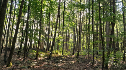 Obraz premium Forest landscape. Beauty of nature.