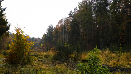 Obraz premium Autumnal forest landscape. Polish nature.