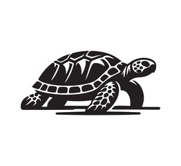 turtle illustration