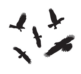 silhouettes of birds