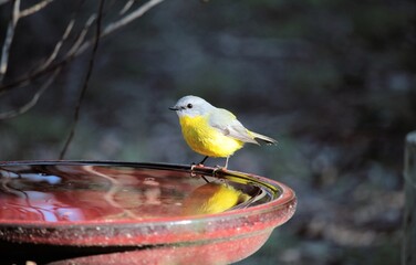 Eastern Yellow Robin (Eopsaltria australis), at bird bath, South Australia