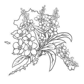 Alaska state flower, lineart vector illustration of forget-me-not flower, fits Alaska state map frame, cool for stickers, coloring books, t-shirts, etc.