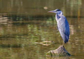Héron cendré sur l'eau 
