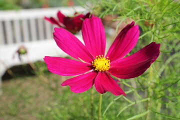 Obraz premium Blume im Park