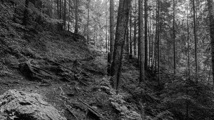 Bikaz Gorge and Lakul Roshu (Red Lake) - Eastern Carpathians - Romania - Europe 