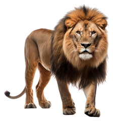 Obraz premium PNG Lion wildlife mammal animal.