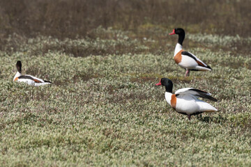 Tadorne de Belon,.Tadorna tadorna, Common Shelduck