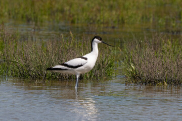 Avocette élégante, Recurvirostra avosetta, Pied Avocet