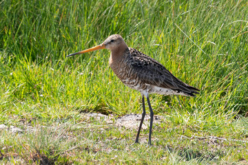 Barge à queue noire,.Limosa limosa, Black tailed Godwit