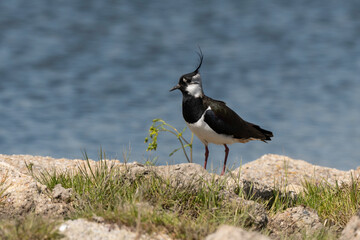 Vanneau huppé,.Vanellus vanellus, Northern Lapwing